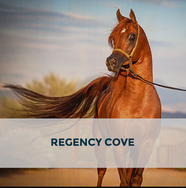 Arabhorse Farm Tour - Regency Cove 