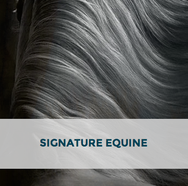 Arabhorse Farm Tour - Signature Equine 