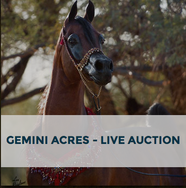 Arabhorse Farm Tour - Gemini Acres - Live Auction