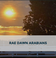 Arabhorse Farm Tour - Rae Dawn