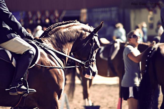 The 60th Annual Scottsdale Arabian Horse Show 