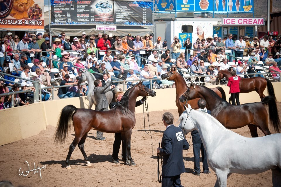 The 60th Annual Scottsdale Arabian Horse Show 