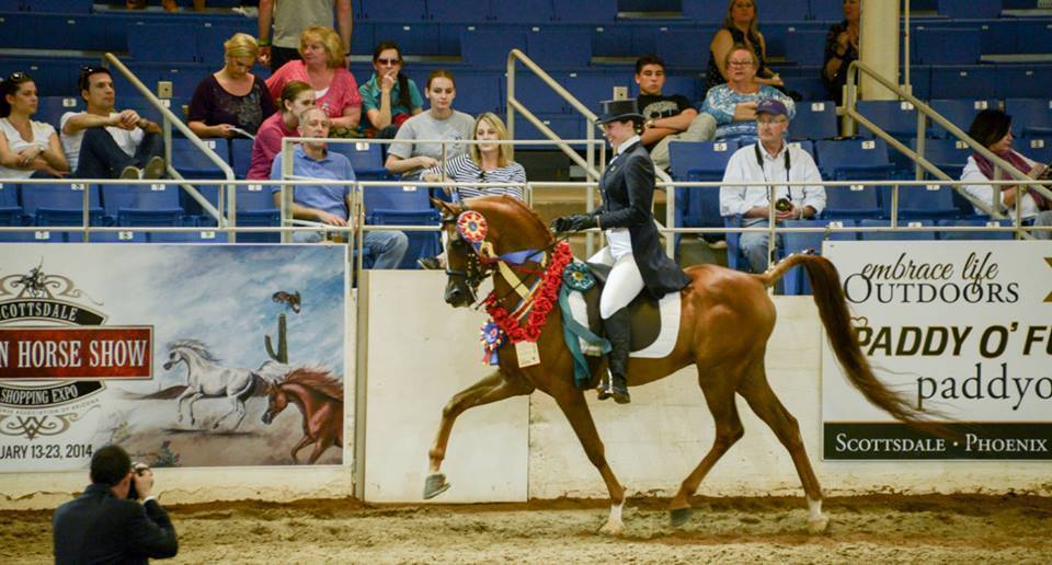 The 60th Annual Scottsdale Arabian Horse Show 