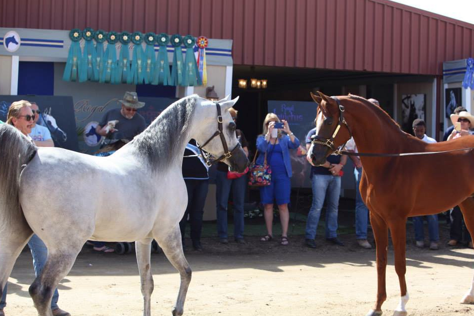 The 60th Annual Scottsdale Arabian Horse Show 