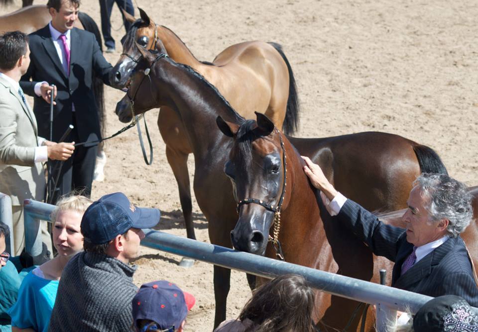 The 60th Annual Scottsdale Arabian Horse Show 