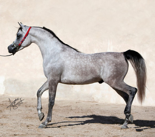 Farhoud Al Shaqab