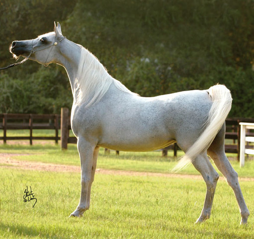 Negma Al Shaqab - Photo credit: Stuart Vesty