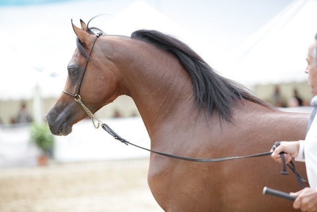 Fadi Al Shaqab - Photo credit: arabhorse.com