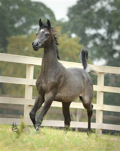 Aragonn - Photo credit: Stuart Vesty