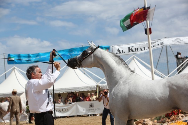 Baanderos - Photo credit: arabhorse.com