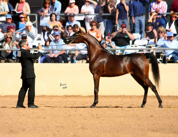ABHA Palma - Photo credit: Nancy Pierce