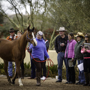 Healing Hearts
http://www.arabhorsefarmtour.com/givingback/
