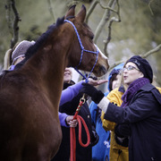 Healing Hearts
http://www.arabhorsefarmtour.com/givingback/