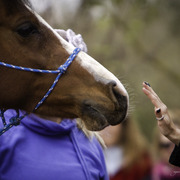 Healing Hearts
http://www.arabhorsefarmtour.com/givingback/
