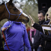 Healing Hearts
http://www.arabhorsefarmtour.com/givingback/