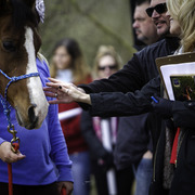 Healing Hearts
http://www.arabhorsefarmtour.com/givingback/