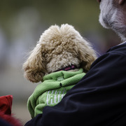 Janet De Acevedo Macdonald  - Stonewall Farm