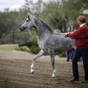 Stonewall Farm and Terry Holmes