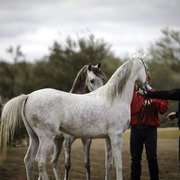 Stonewall Farm and Terry Holmes