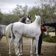 Stonewall Farm and Terry Holmes