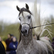 Stonewall Farm and Terry Holmes