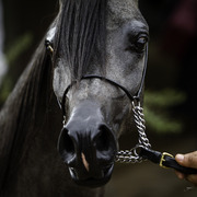 Stonewall Farm and Terry Holmes