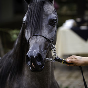 Stonewall Farm and Terry Holmes