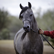 Stonewall Farm and Terry Holmes