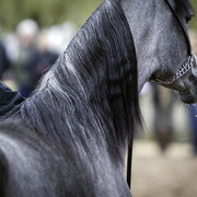Stonewall Farm and Terry Holmes