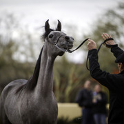Stonewall Farm and Terry Holmes