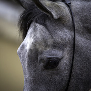 Stonewall Farm and Terry Holmes