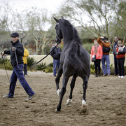 Stonewall Farm and Terry Holmes