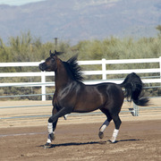 Laurie Martin Show Horses