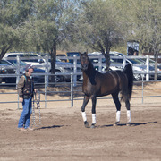 Laurie Martin Show Horses