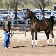 Laurie Martin Show Horses