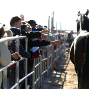 Laurie Martin Show Horses