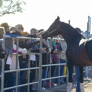 Laurie Martin Show Horses