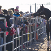 Laurie Martin Show Horses