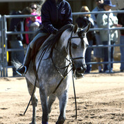 Laurie Martin Show Horses