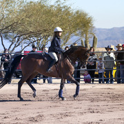 Laurie Martin Show Horses