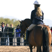 Laurie Martin Show Horses