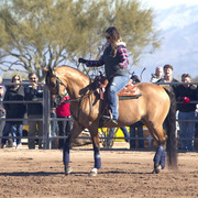Laurie Martin Show Horses
