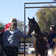 Laurie Martin Show Horses