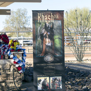 Laurie Martin Show Horses