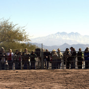 Laurie Martin Show Horses
