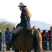 Laurie Martin Show Horses