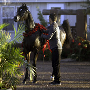 Arabians International  -  Arabian Soul 