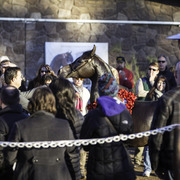 Arabians International