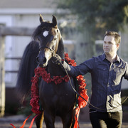 Arabians International  -  Arabian Soul 