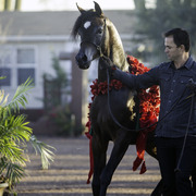 Arabians International  -  Arabian Soul 